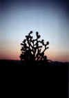 cactus californiano big.jpg (10612 byte)